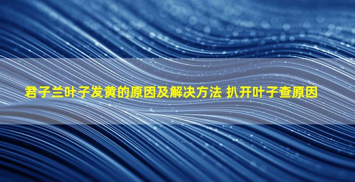 君子兰叶子发黄的原因及解决方法 扒开叶子查原因